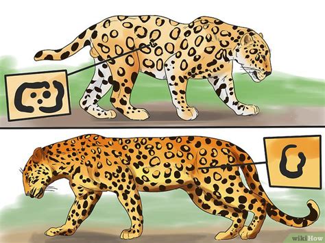 3 Formas de Distinguir uma Onça Pintada de um Leopardo.